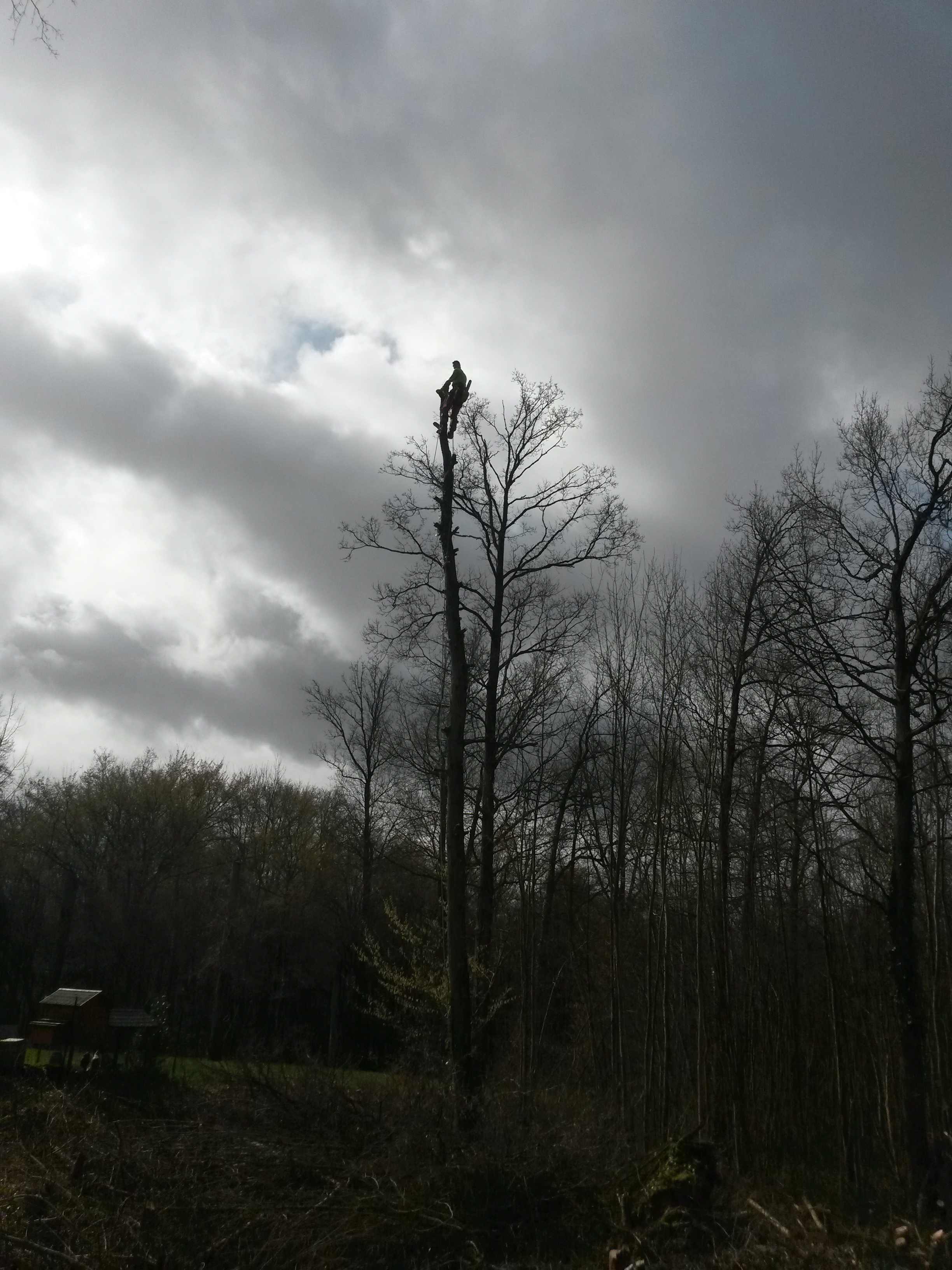 elagage abattage Mouroux 77120